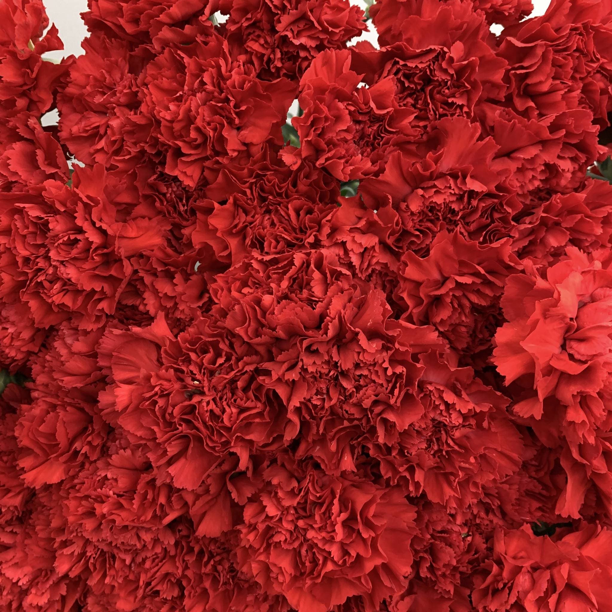 Нежность утра